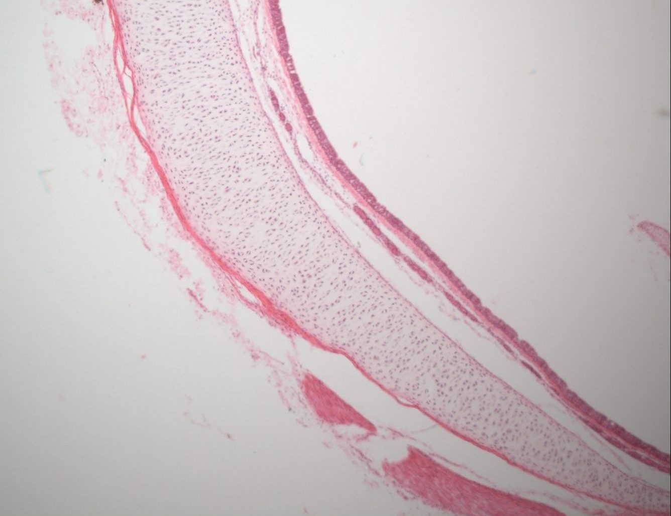 Traquéia cartilagem hialina40xcortado e legendado – Histologia Interativa