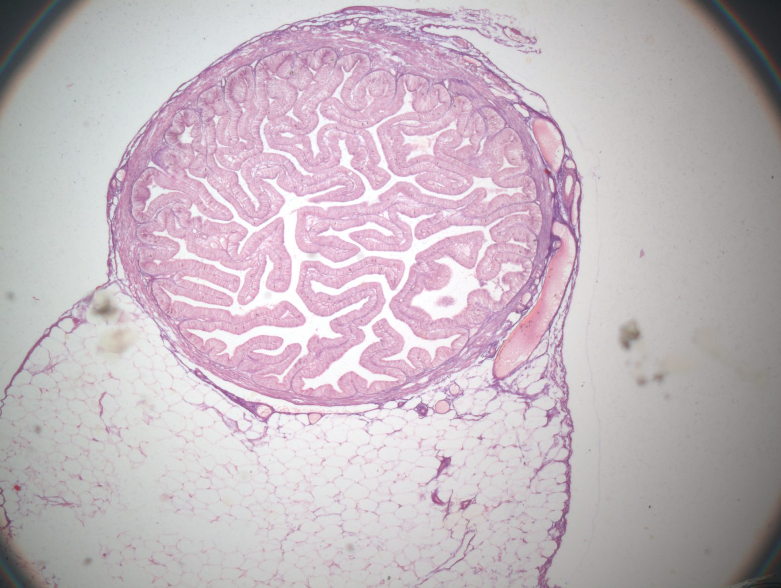 Tuba Uterina Atlas Virtual de Histologia